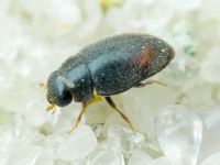 Scymniscus horioni