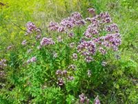 Origanum vulgare