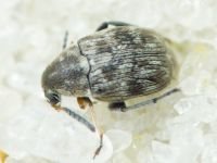 Bruchidius pusillus