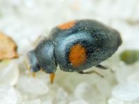 Scymnus apetzi