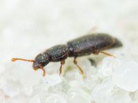 Monotoma brevicollis