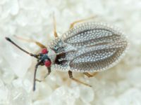 Acalypta marginata
