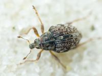 Rhinoncus bruchoides
