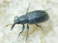 Gymnetron melanarium