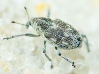 Rhinoncus albicinctus