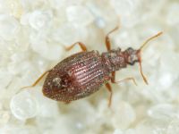 Stephostethus angusticollis