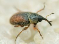 Mecinus plantaginis