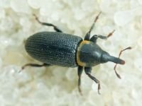 Mecinus collaris