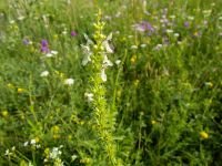 Stachys recta