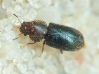 Ciidae