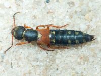 Staphylinidae
