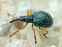 Apioninae