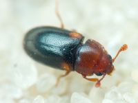 Dacne bipustulata