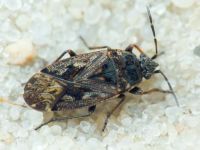 Sphragisticus nebulosus