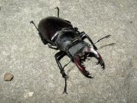 Lucanus cervus