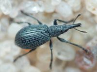 Apioninae