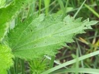 Urtica dioica