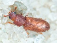 Synchita mediolanensis
