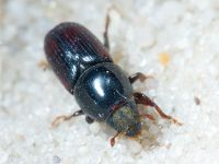 Scolytus sulcifrons