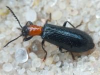 Tillus elongatus