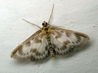 Eurrhypara hortulata
