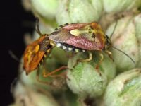 Carpocoris pudicus