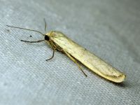 Eilema complana