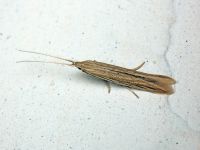Coleophora quadruplex