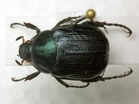 Anomala dubia
