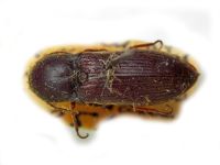 Agriotes gurgistanus
