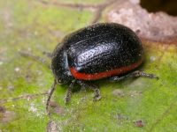 Chrysolina sanguinolenta