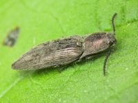 Actenicerus siaelandicus