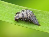 Coccinellidae