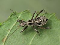 Coranus