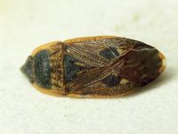 Graptopeltus lynceus