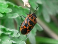 Eurydema (Eurydema) ornata