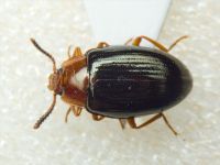 Scaphidema metallicum bicolor