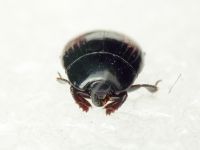 Margarinotus purpurascens