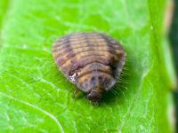 Platynaspis luteorubra