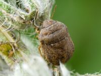 Psacasta (Cryptodontus) neglecta