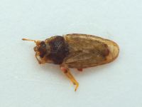 Piesma maculatum