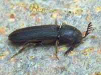 Melasis buprestoides