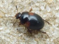 Anisotoma humeralis