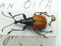Phialodes rufipennis