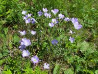 Linum hirsutum
