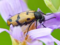 Mylabris geminata
