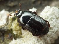Platysoma compressum