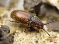 Cryptophagus lycoperdi
