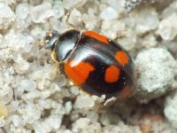 Adalia bipunctata