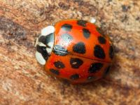 Harmonia axyridis